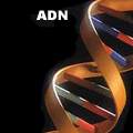 ADN