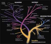 Arbol de la vida