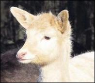 Bambi_albino