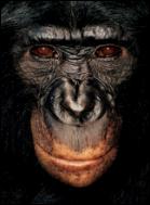 Bonobo