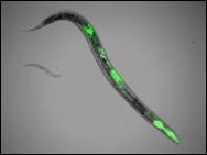 Caenorhabditis elegans