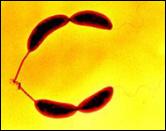 Caulobacter_crescentus