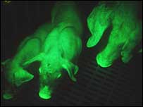 Cerdos fluorescentes