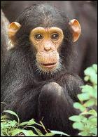 Chimpanze