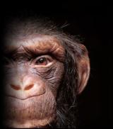 Chimpanze