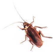 Cucaracha