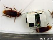 Cucarachas_robot
