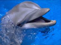 Delfin