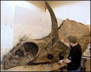 Eotriceratops