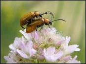 Escarabajos_reproduccion