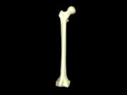 Femur