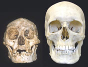 Cráneo Floresiensis