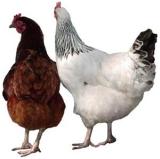 Gallinas