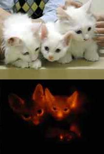 Gatos_fluorescentes