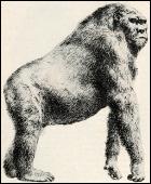 Gigantopithecus blackii