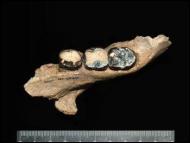 Mandibula_Ancestro_comun