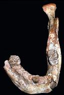 Mandibula_fosil