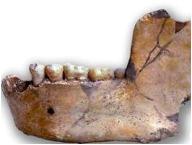 Mandibula_homo_mauritanicus