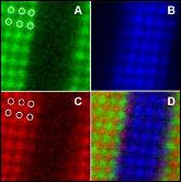 Microscopio_atomos_color