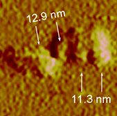 Nanomuelles_proteina