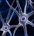 Neuronas