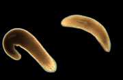 Planaria