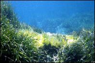 Posidonia_oceanica