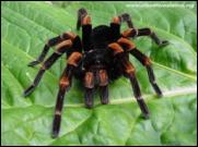 Tarantula