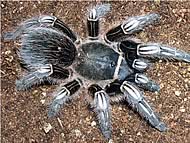 Tarantula_cebra