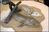 Tiktaalik_roseae