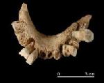 Mandibula_atapuerca