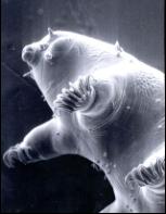 tardigrado